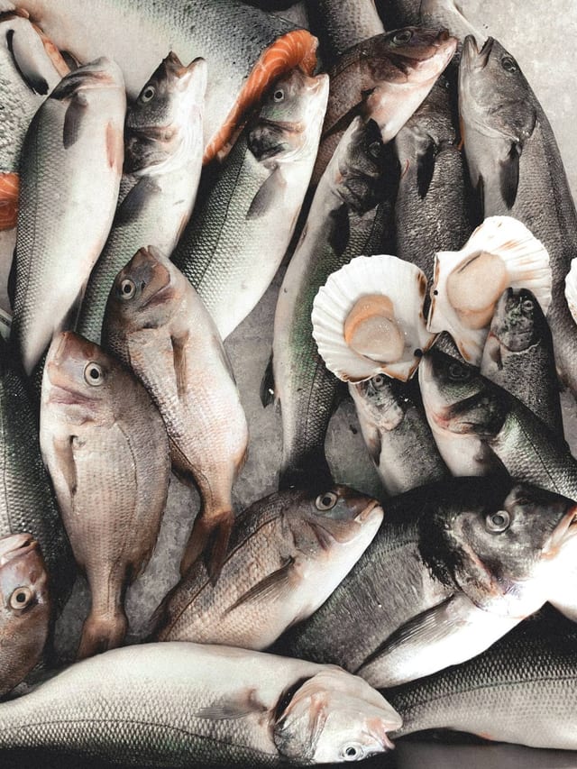 Fresh fish and shells laid out on ice
