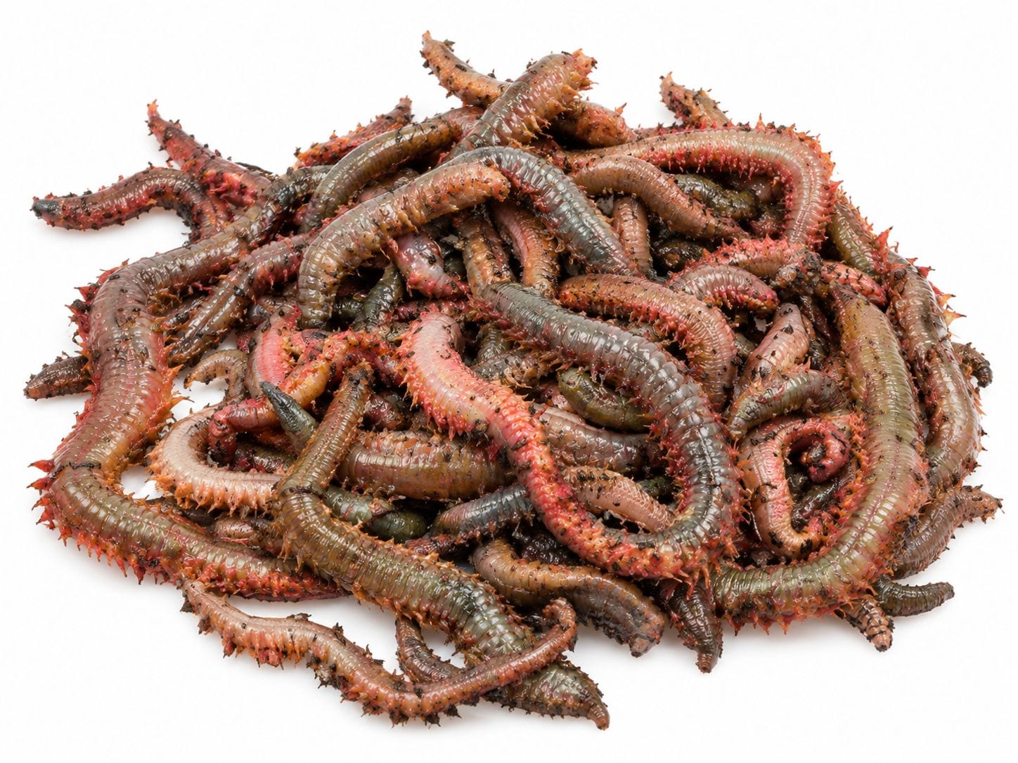 Live ragworm